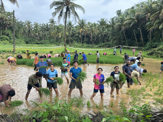 Paddy transplantation